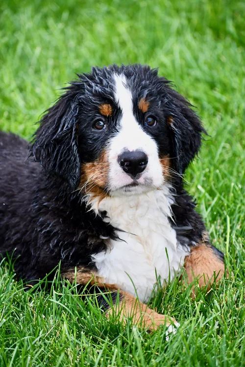 仲條正義「IS IT MOUNTAIN CAT OR MOUNTAIN DOG」 仲條正義「IS IT MOUNTAIN CAT OR MOUNTAIN DOG」 仲條正義「IS